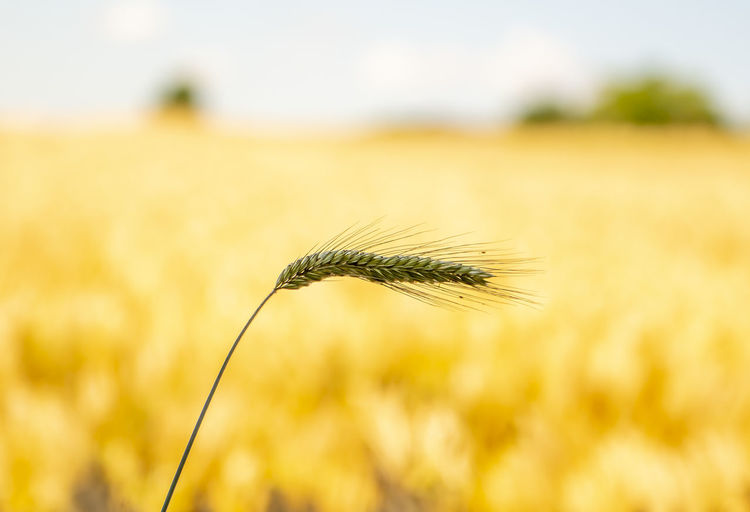 Close-up of wheat growing on field