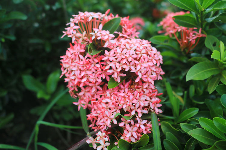 Close-up of pink flowering plants