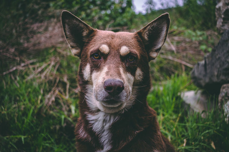 Close-up portrait of dog on land
