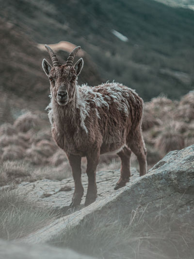 Portrait of ibex standing on field