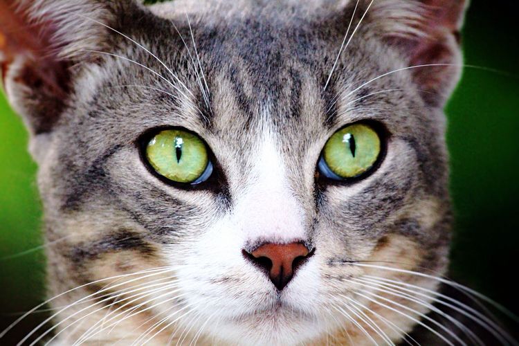 Close-up portrait of cat