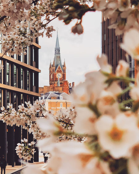 Clock tower seen from flowers in city