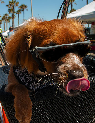 Close-up of dog with sunglasses