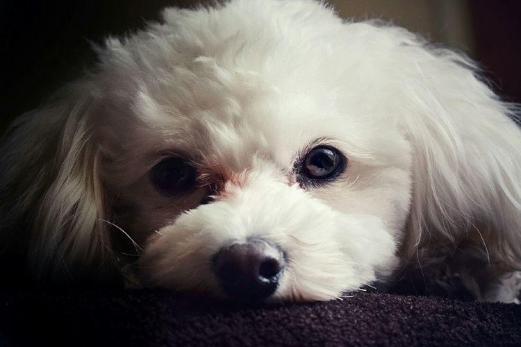 Close-up portrait of cute dog
