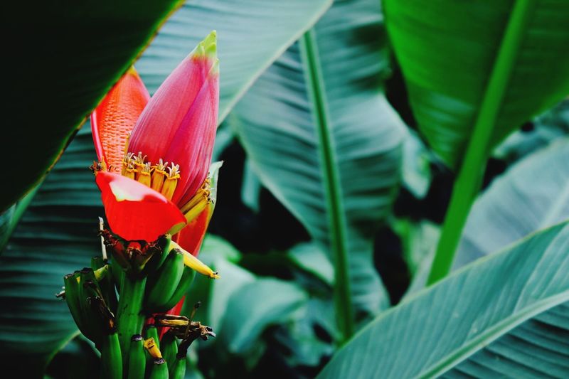 Close-up of red banana flower blooming in garden