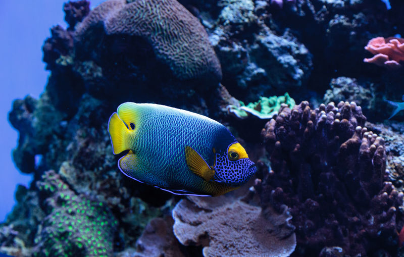 Close-up of blueface angelfish swimming