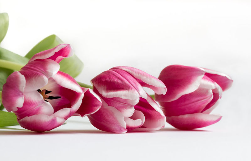 Close-up of pink roses against white background