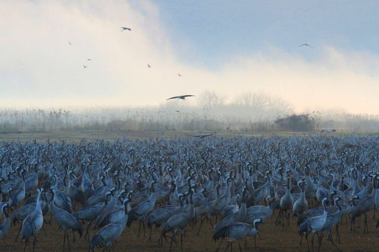 Flock of birds against sky