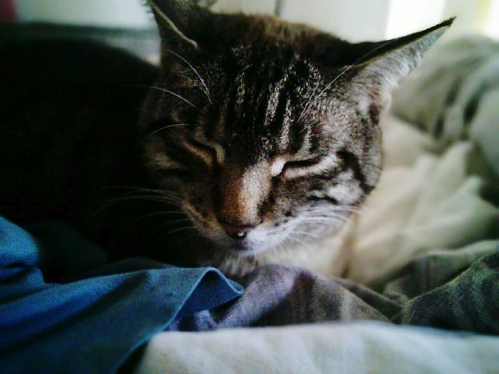 Close-up of cat