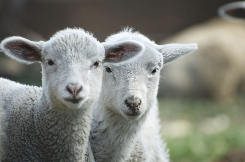 Close-up portrait of baby lambs
