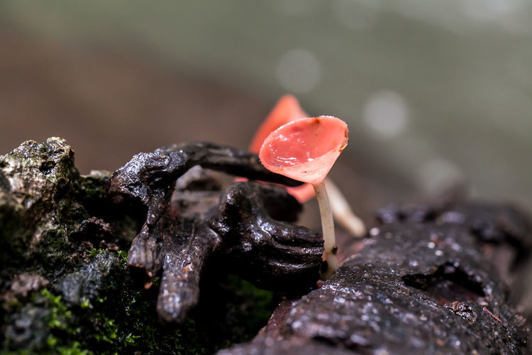 Close-up of wet red mushroom growing outdoors
