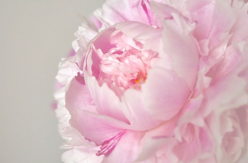 Close-up of pink peony flowers