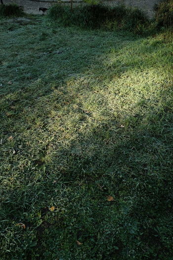 High angle view of plants growing on field