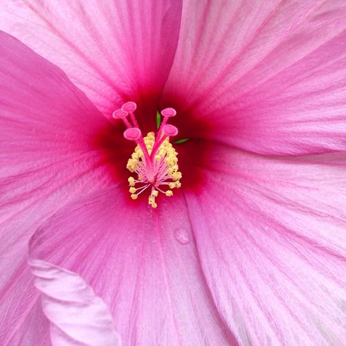 Macro shot of pink flower