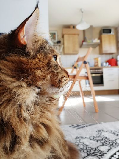 Close-up of a cat looking away