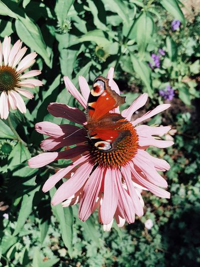 Close-up of butterfly pollinating on flower