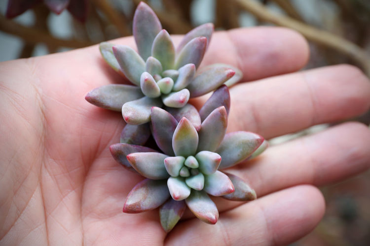 The blue-frosted leaves, arranged in rosettes, decorate the genus of this succulent plant.