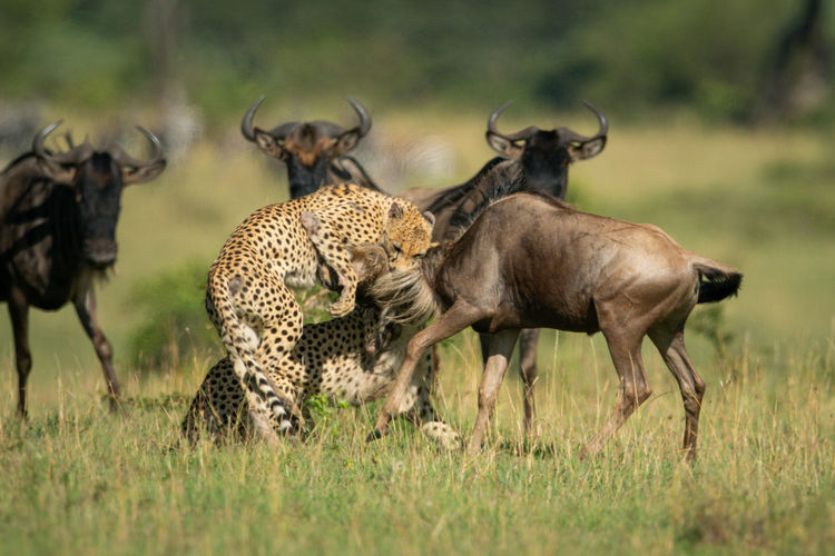 Two cheetah attack blue wildebeest by others
