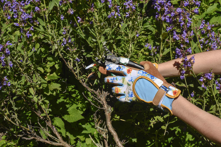 Close-up of hand holding plants