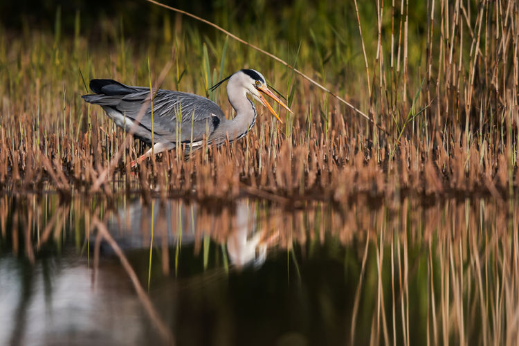 Grey heron, ardea cinerea in habitat