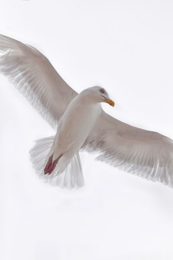 Low angle view of seagull flying over white background