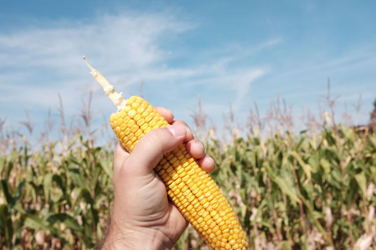 Cropped image of hand holding sweetcorn on field