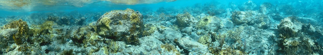 Panoramic view of coral swimming in sea