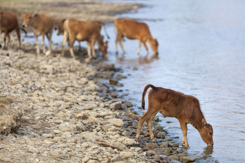 Little calf drinking water in the river
