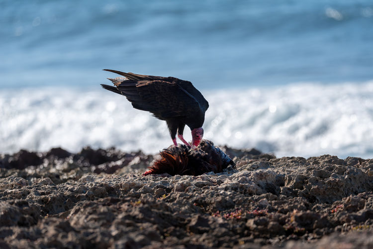 Vulture eating dead bird on the coast