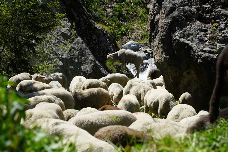 View of sheep on rocks