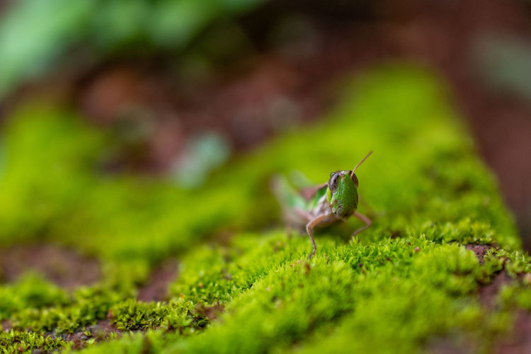 Grasshopper looking out of the mosses forest