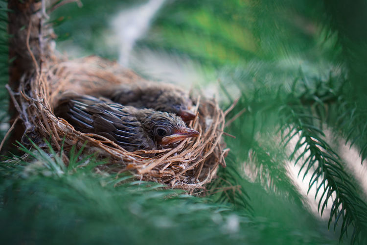 High angle view of young birds sleeping in nest