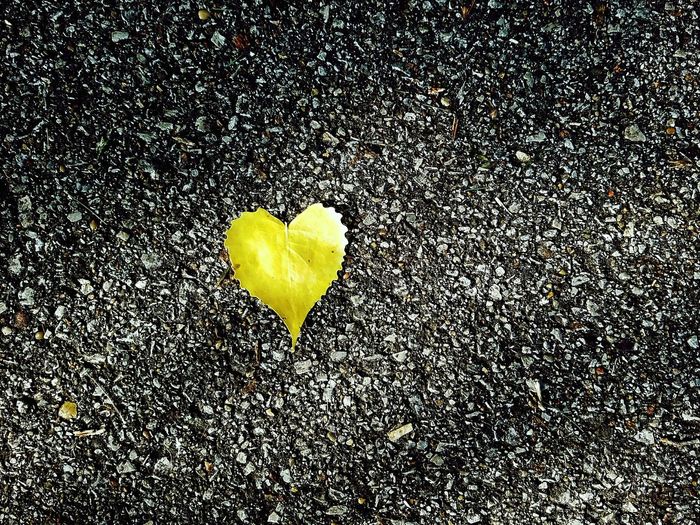 High angle view of heart shape on yellow flower