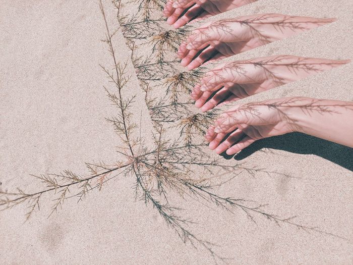 Detail of a hand on the sand, with shadow of an arid plant