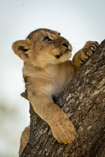 Low angle view of lion cub resting on tree trunk