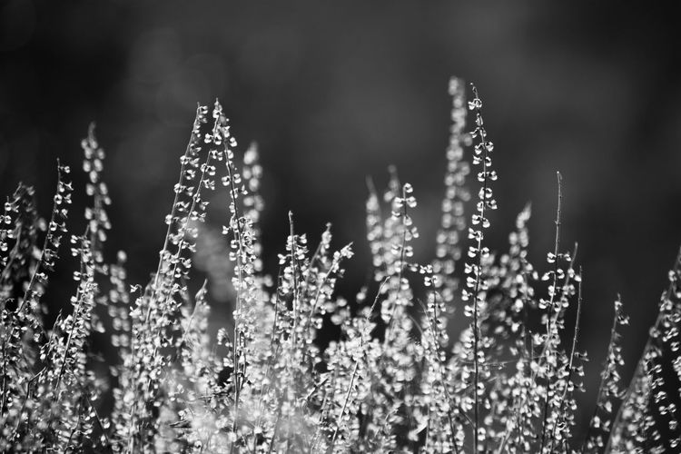 Close-up of wet plants against blurred background