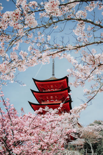 Low angle view of pagoda seen through cherry blossoms against sky