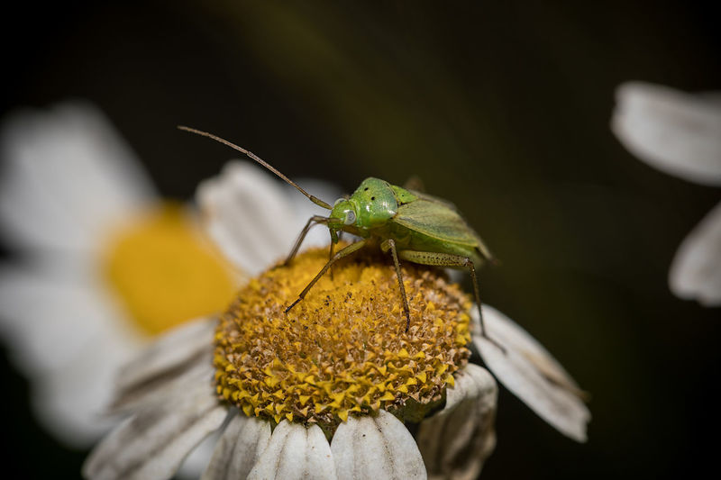 Close up of an aphid on a daisy 