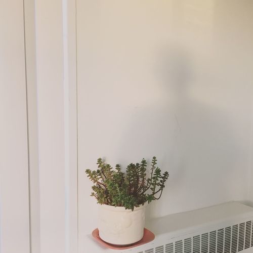 Potted plant on wall