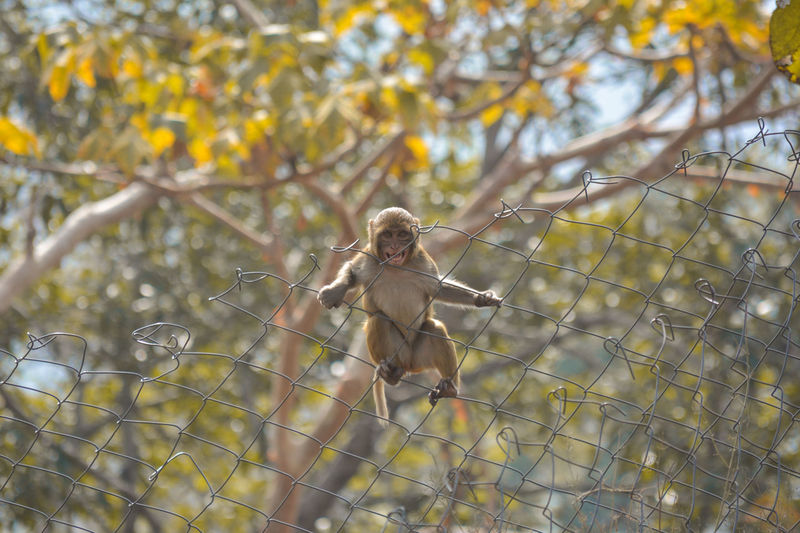 Cute baby monkey lives in a natural forest of india.