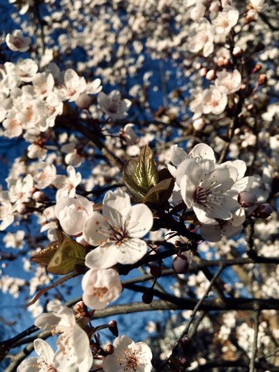 Close-up of white cherry blossoms