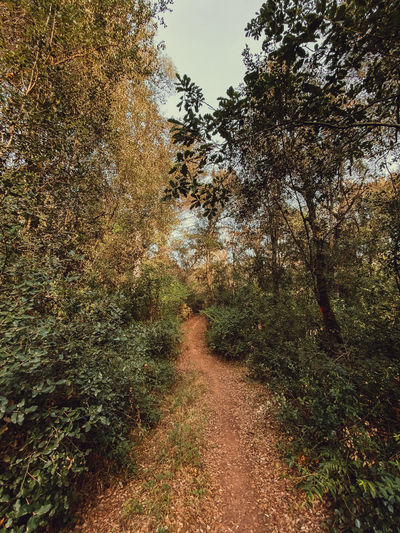Trail on footpath amidst trees in forest against sky