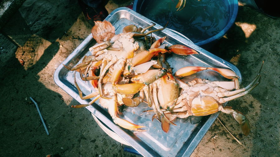 High angle view of crabs in tray