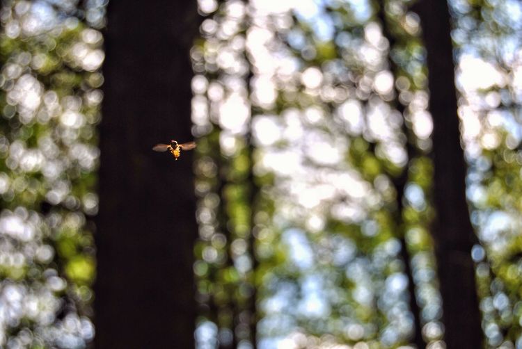 Low angle view of bee flying against trees in forest