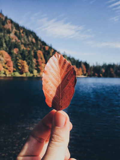 Cropped hand holding leaf