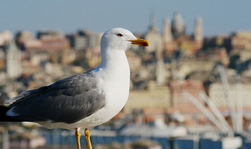 Close-up of seagull perching on a bird against sky