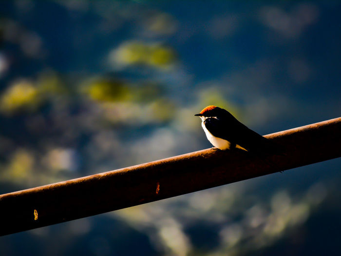 Close-up of bird perching on pole against sky