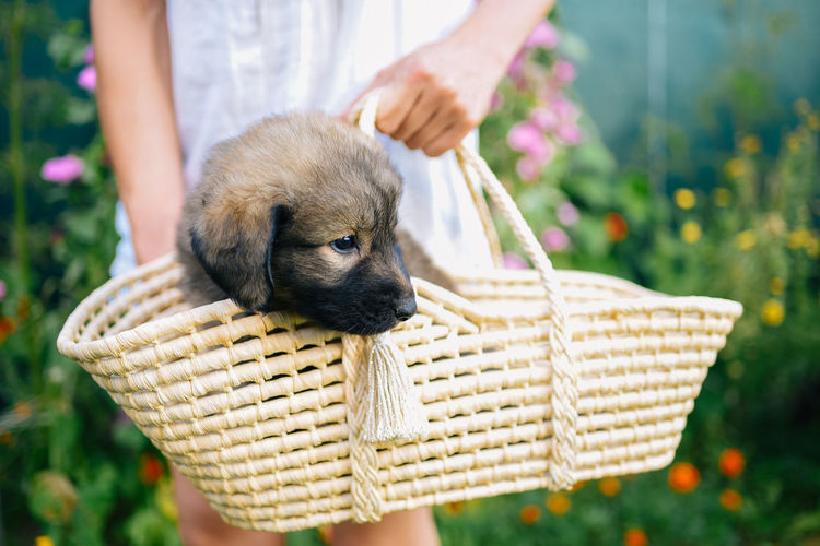 Portrait of young dog holding basket