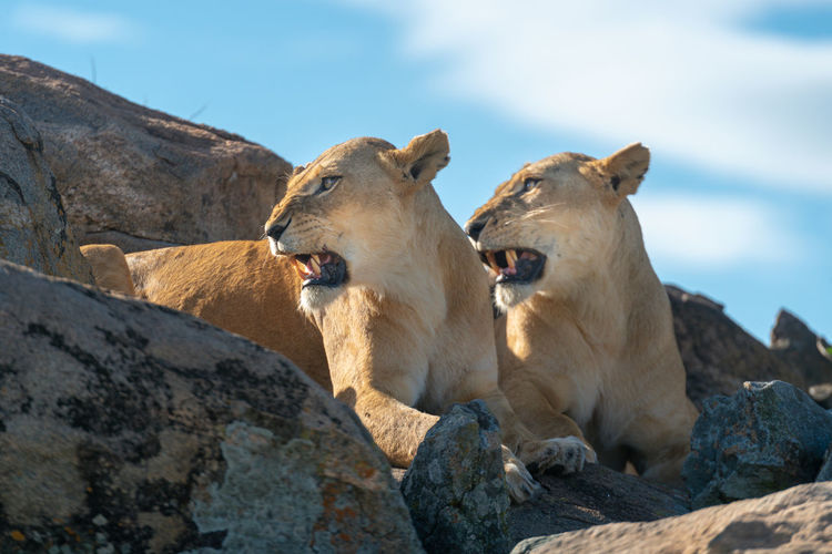 Two lionesses lie turning heads to growl