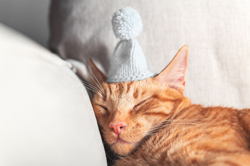 Cute little ginger cat sleeps on the sofa with woolen knitted tiny hat on, christmas or new year 